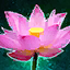 Fichier:Fleur de lotus.png