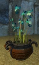 Orchidée bleue en pot.jpg