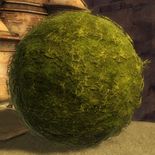 Buisson taillé en forme de sphère.jpg