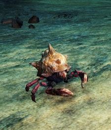 Crabe revêche.jpg