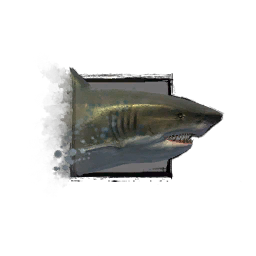 Fichier:Jeune requin.png