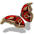 Fichier:Pack de deltaplane d'ailes de papillon de nuit.png