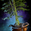 Fichier:Bouquet de bambous en pot.png