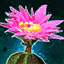 Fichier:Fleur de cactus.png