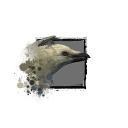 Fichier:Jeune corbeau blanc.png