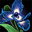 Fichier:Iris royal ascalonien.png