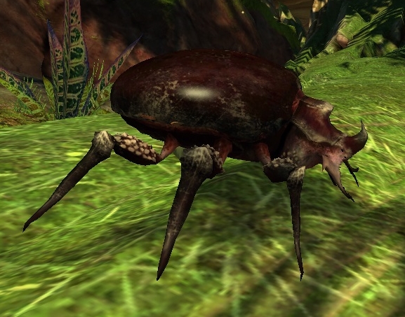 Fichier:Petit scarabée sauvage.jpg