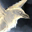 Fichier:Mini-Svelicht le corbeau de brume.png