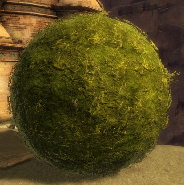 Fichier:Buisson taillé en forme de sphère.jpg