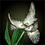 Fichier:Fleur d'épeirevine krytienne.png