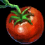 Fichier:Tomate.png
