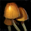 Fichier:Tas de champignons visqueux.png