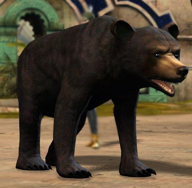 Fichier:Jeune ours noir.jpg