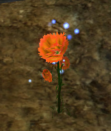 Fichier:Fleur de Koda du jardin.jpg