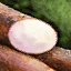 Fichier:Racine de manioc.png