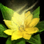 Fichier:Fleur de groseillier pressée d'amitié Nrocroc.png