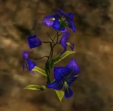 Fichier:Orchidée de Shing Jea.jpg