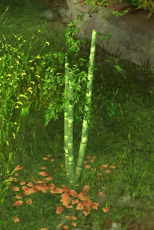 Fichier:Jeune pousse de bambou.jpg