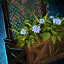 Fichier:Jardinière de treillis à pétunias bleus.png