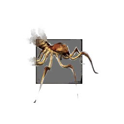 Fichier:Jeune araignée cavernicole.png