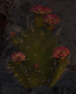 Cactus parfumé.jpg