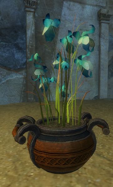Fichier:Orchidée bleue en pot.jpg