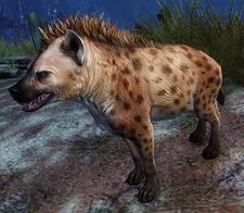 Hyène tachetée.jpg