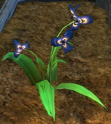 Iris royal ascalonien du jardin.jpg