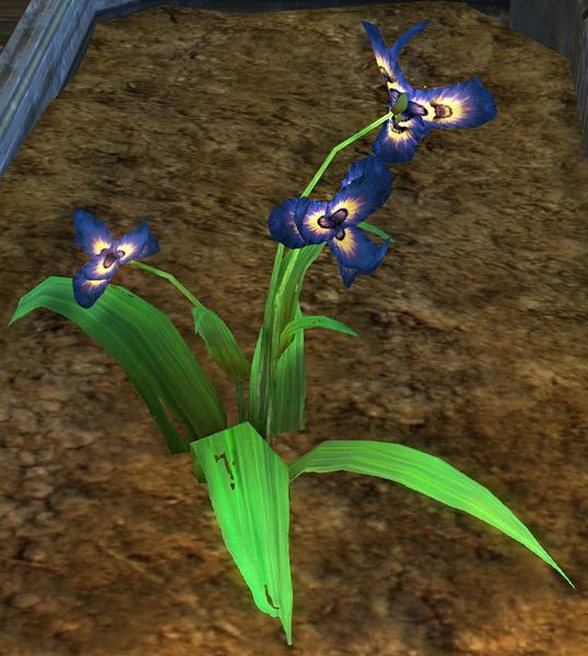 Fichier:Iris royal ascalonien du jardin.jpg