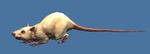 Mini-Rat lunaire.jpg