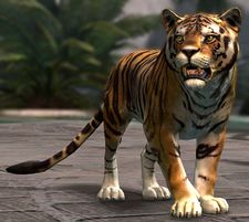 Jeune tigre.jpg